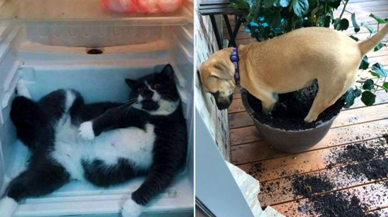 28 смешных животных, которые точно не ожидали, что их застукают на месте преступления